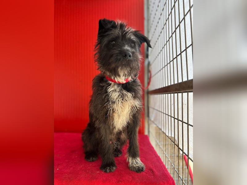 Ficko, Schnauzer-Mix, Rüde, geb. am 18.01.2024, 45 cm