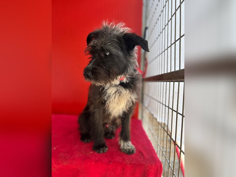 Ficko, Schnauzer-Mix, Rüde, geb. am 18.01.2024, 45 cm