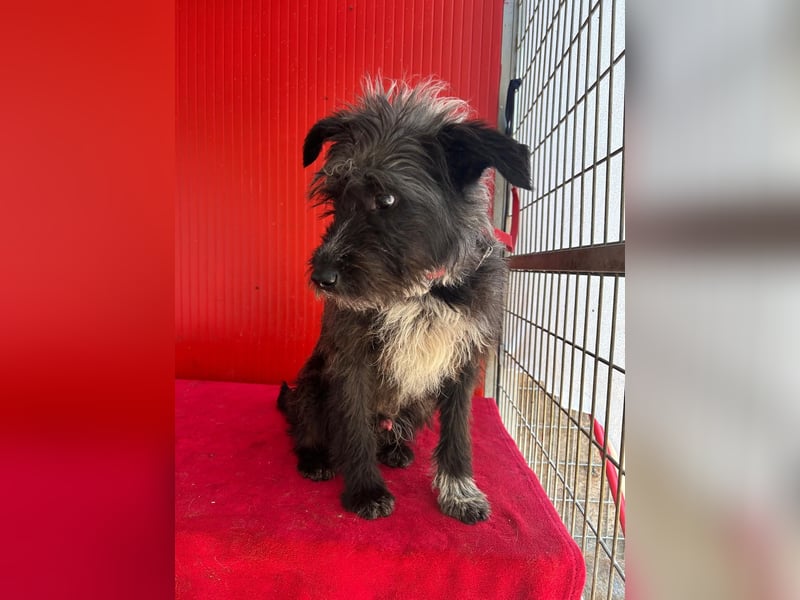 Ficko, Schnauzer-Mix, Rüde, geb. am 18.01.2024, 45 cm