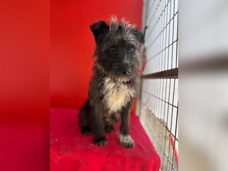 Ficko, Schnauzer-Mix, Rüde, geb. am 18.01.2024, 45 cm