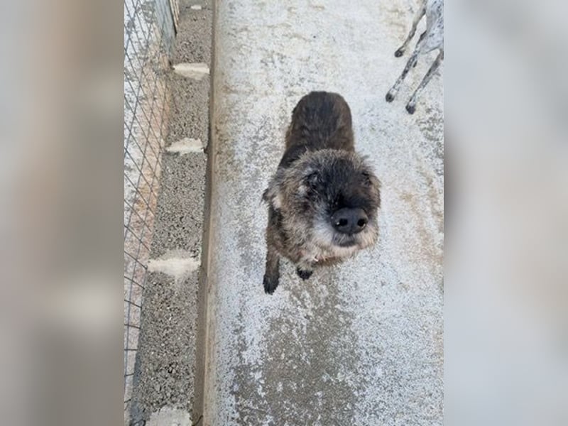 Kleiner Schnauzermischling BALIN sucht eine eigene Familie