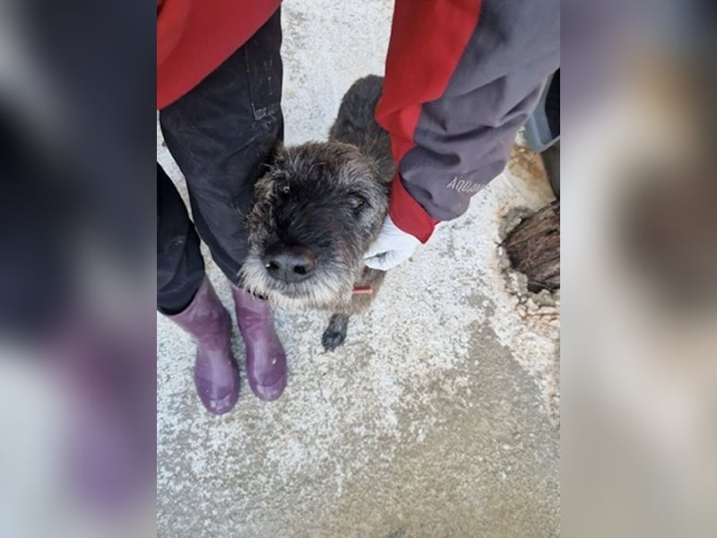 Kleiner Schnauzermischling BALIN sucht eine eigene Familie