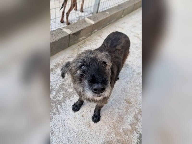 Kleiner Schnauzermischling BALIN sucht eine eigene Familie