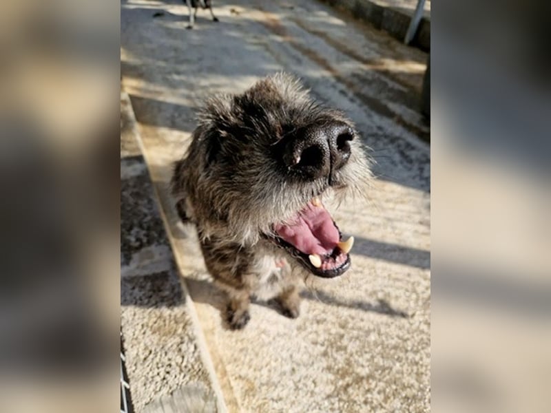 Kleiner Schnauzermischling BALIN sucht eine eigene Familie