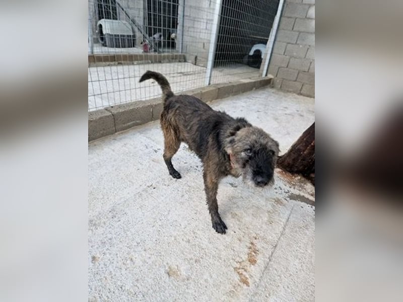 Kleiner Schnauzermischling BALIN sucht eine eigene Familie