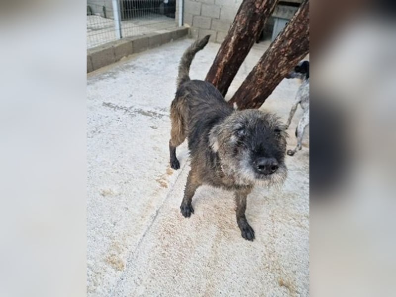 Kleiner Schnauzermischling BALIN sucht eine eigene Familie