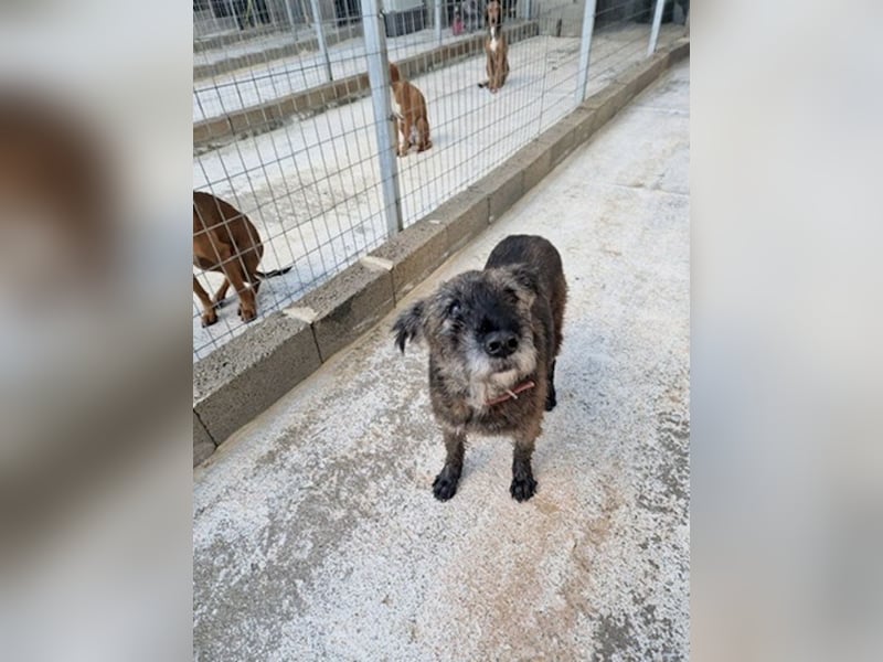 Kleiner Schnauzermischling BALIN sucht eine eigene Familie