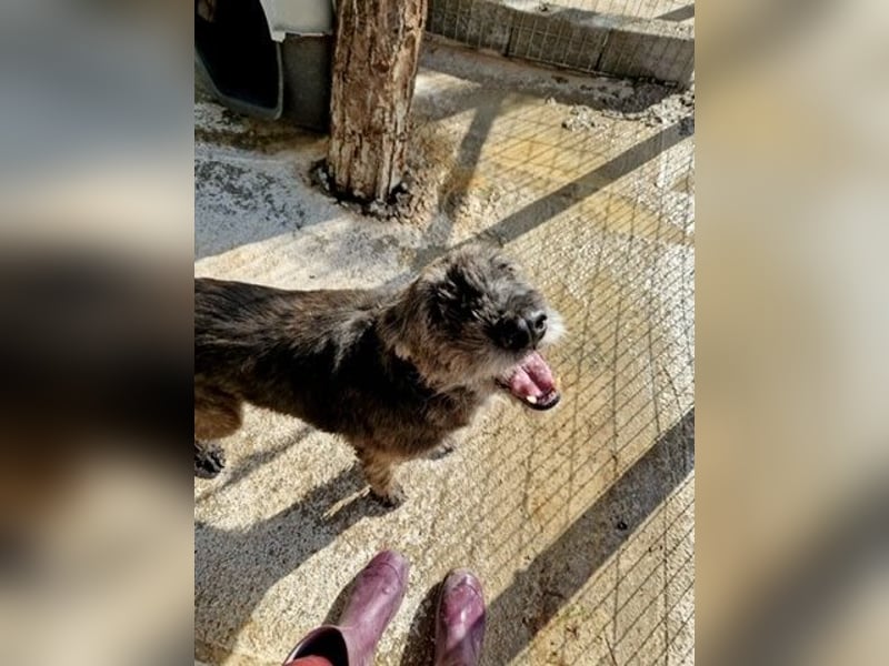 Kleiner Schnauzermischling BALIN sucht eine eigene Familie