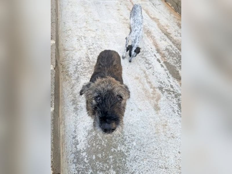 Kleiner Schnauzermischling BALIN sucht eine eigene Familie