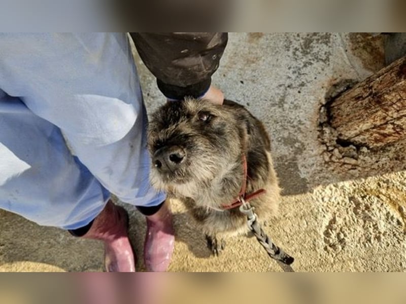 Kleiner Schnauzermischling BALIN sucht eine eigene Familie