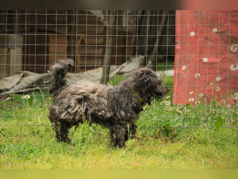 Bubbles LM – Schüchterner Schatz sucht ein liebevolles Zuhause