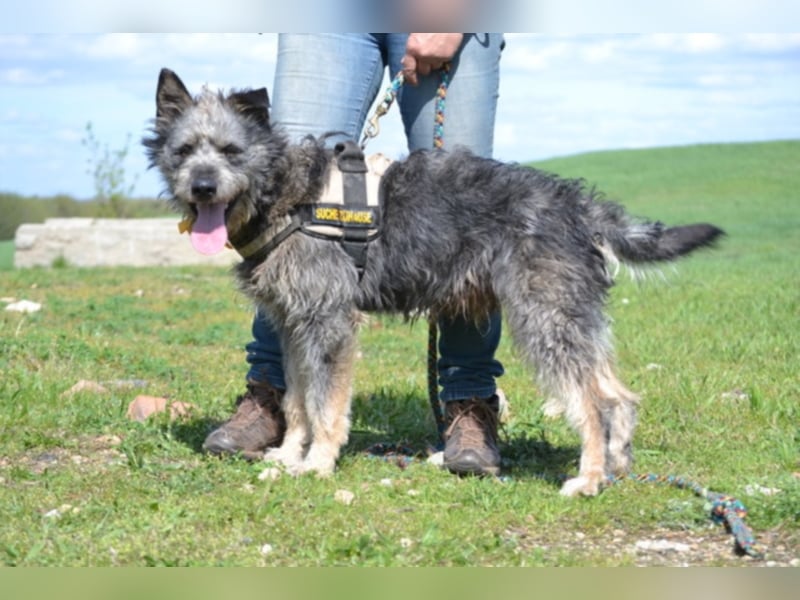 Maci, zerzauster Wirbelwind