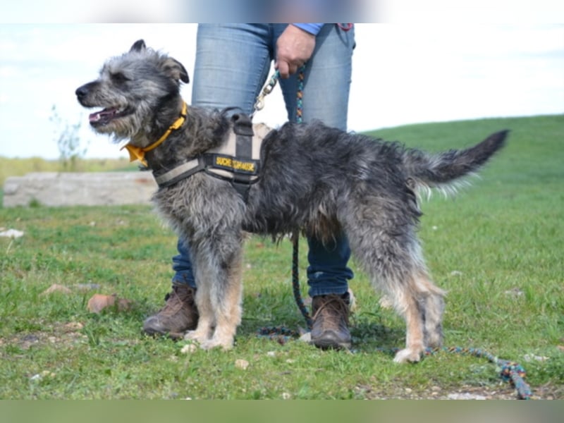 Maci, zerzauster Wirbelwind