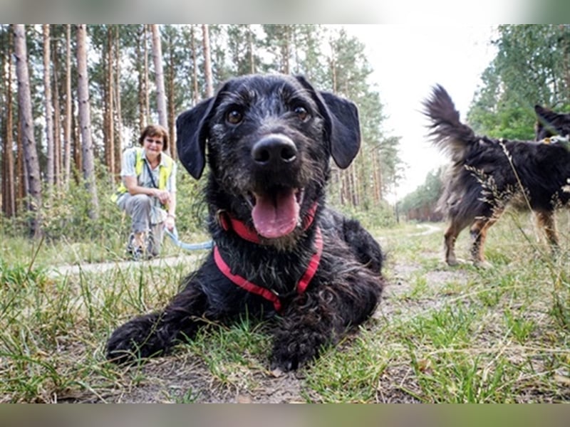 Charly, sportlicher Begleiter, braucht souveräne Führung