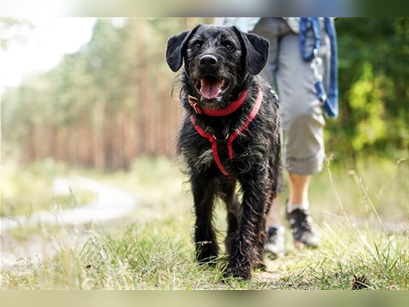 Charly, sportlicher Begleiter, braucht souveräne Führung