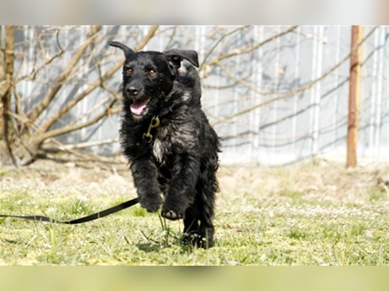 Charly, sportlicher Begleiter, braucht souveräne Führung