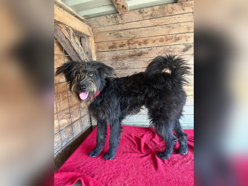Timo, Schnauzer-Mix, Rüde, geb.am. 02.02.2024, 55 cm, 16 kg