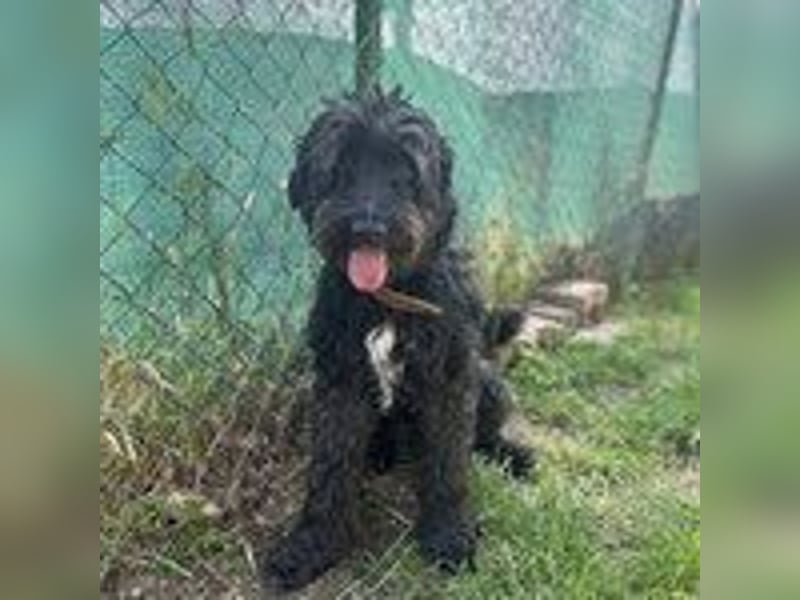 Bruno, Schnauzer-Mischling, Rüde, geb. am 01.04.2023, 48 cm, 14 kg