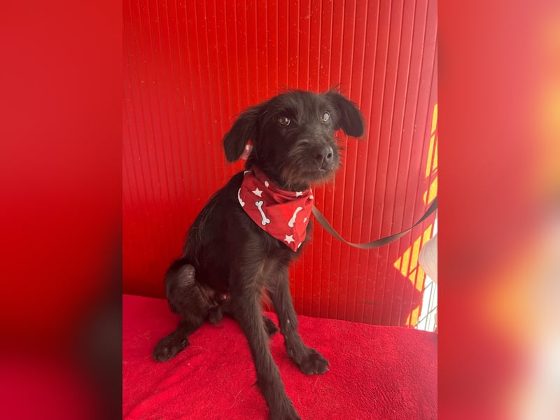 Pedro, Schnauzer-Mix, Rüde, geb. am 02.01.2025, ca. 40 cm, 10 kg