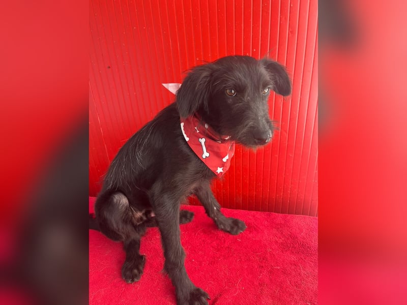 Pedro, Schnauzer-Mix, Rüde, geb. am 02.01.2025, ca. 40 cm, 10 kg