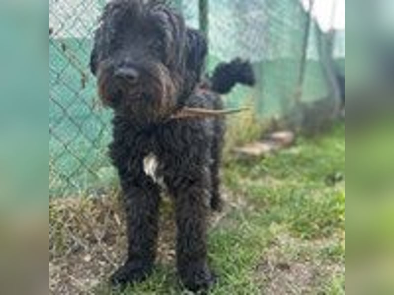 Bruno, Schnauzer-Mischling, Rüde, geb. am 01.04.2023, 48 cm, 14 kg