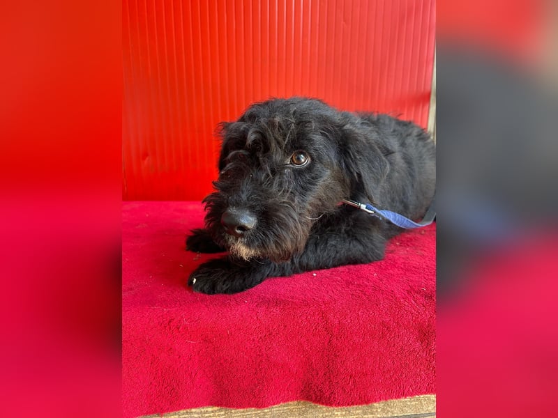 Theo, Schnauzer-Mix, Rüde, geb. am 07.10.2024, 40 cm