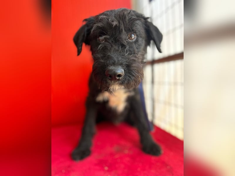 Theo, Schnauzer-Mix, Rüde, geb. am 07.10.2024, 40 cm