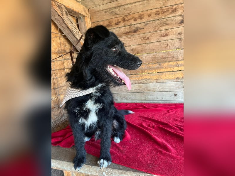Janko, Schnauzer-Mix, Rüde, geb. am 17.07.2023, 43 cm, 15 kg