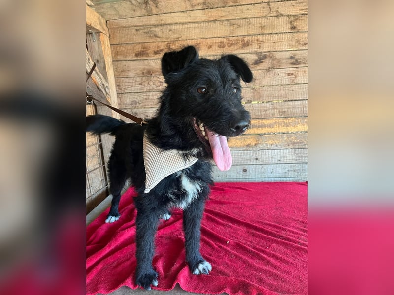 Janko, Schnauzer-Mix, Rüde, geb. am 17.07.2023, 43 cm, 15 kg