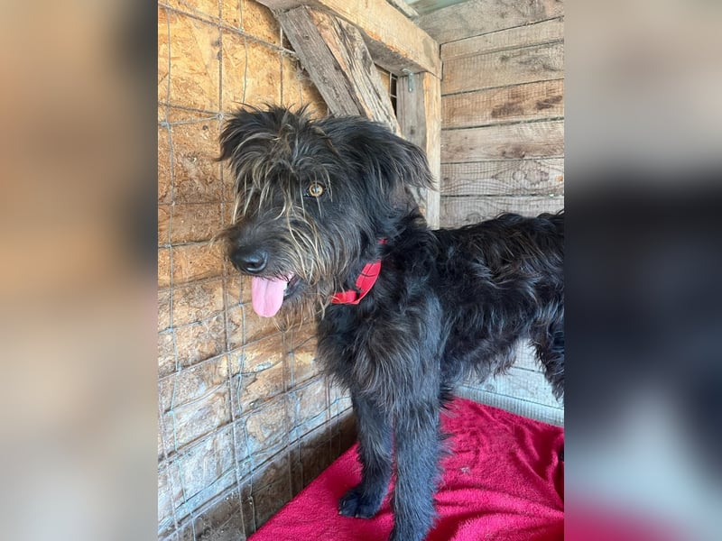 Timo, Schnauzer-Mix, Rüde, geb.am. 02.02.2024, 55 cm, 16 kg