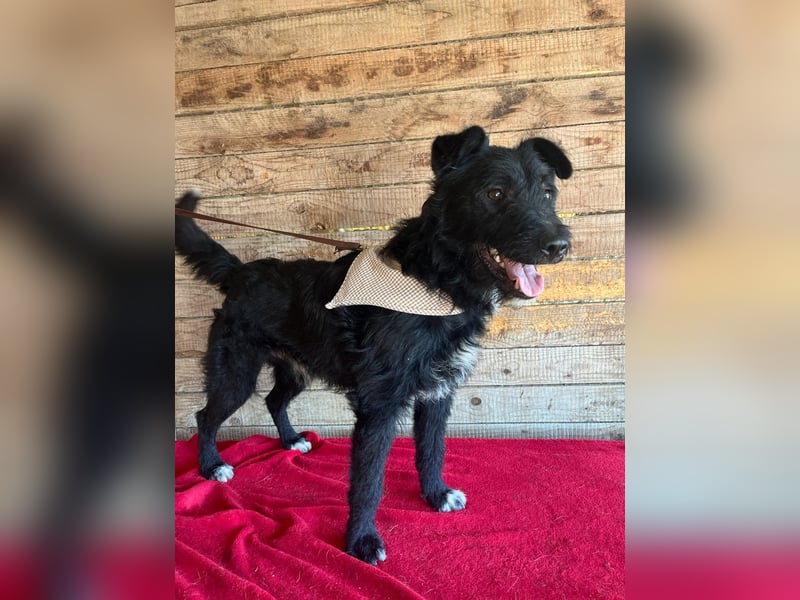 Janko, Schnauzer-Mix, Rüde, geb. am 17.07.2023, 43 cm, 15 kg