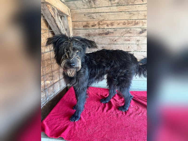 Timo, Schnauzer-Mix, Rüde, geb.am. 02.02.2024, 55 cm, 16 kg