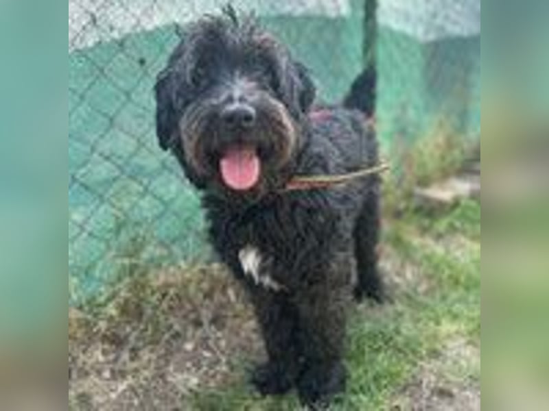 Bruno, Schnauzer-Mischling, Rüde, geb. am 01.04.2023, 48 cm, 14 kg