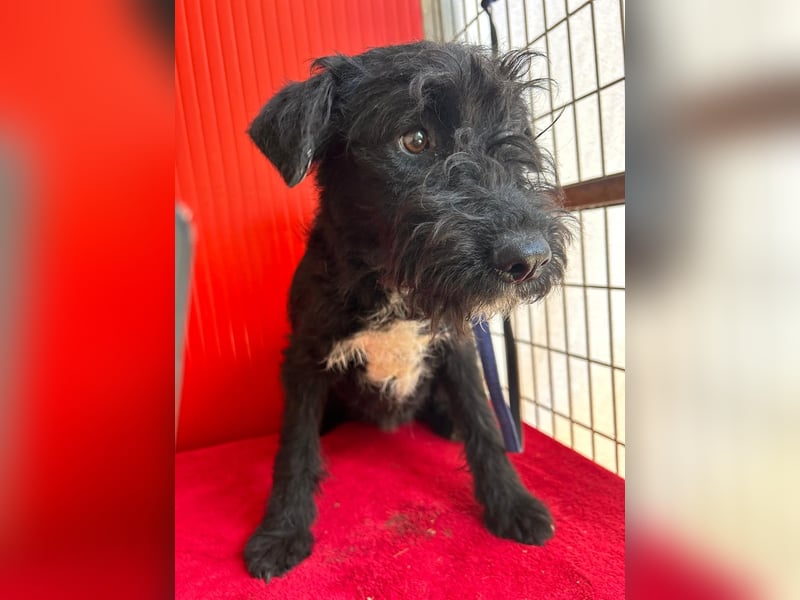 Theo, Schnauzer-Mix, Rüde, geb. am 07.10.2024, 40 cm