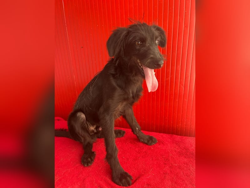Pedro, Schnauzer-Mix, Rüde, geb. am 02.01.2025, ca. 40 cm, 10 kg