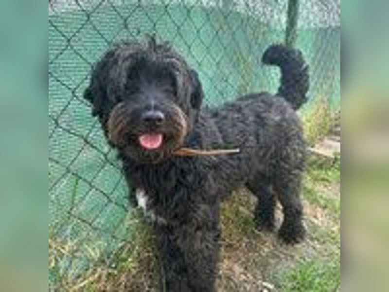 Bruno, Schnauzer-Mischling, Rüde, geb. am 01.04.2023, 48 cm, 14 kg