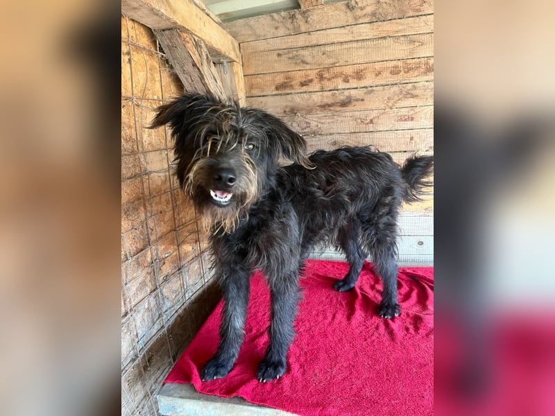 Timo, Schnauzer-Mix, Rüde, geb.am. 02.02.2024, 55 cm, 16 kg
