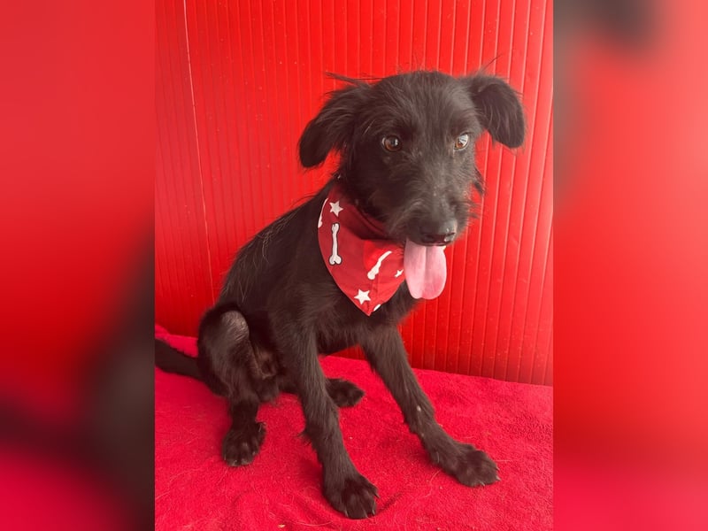 Pedro, Schnauzer-Mix, Rüde, geb. am 02.01.2025, ca. 40 cm, 10 kg