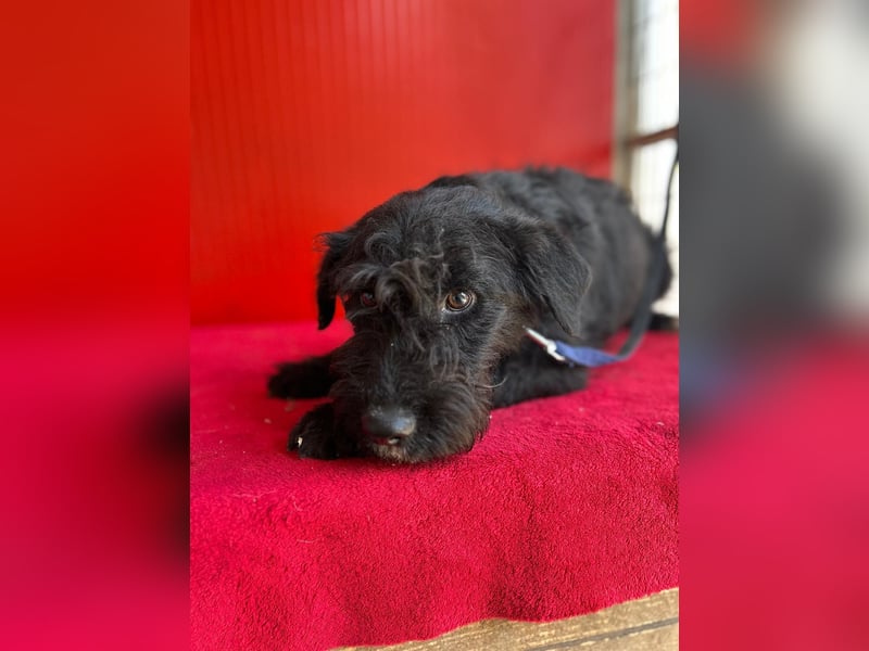 Theo, Schnauzer-Mix, Rüde, geb. am 07.10.2024, 40 cm