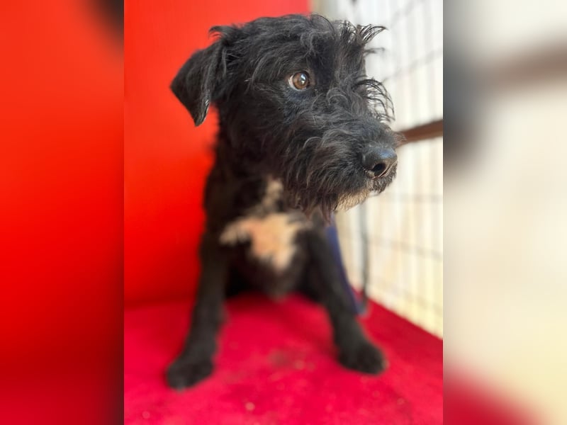 Theo, Schnauzer-Mix, Rüde, geb. am 07.10.2024, 40 cm