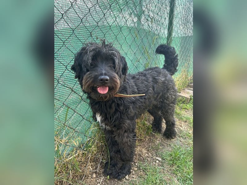 Bruno, Schnauzer-Mischling, Rüde, geb. am 01.04.2023, 48 cm, 14 kg