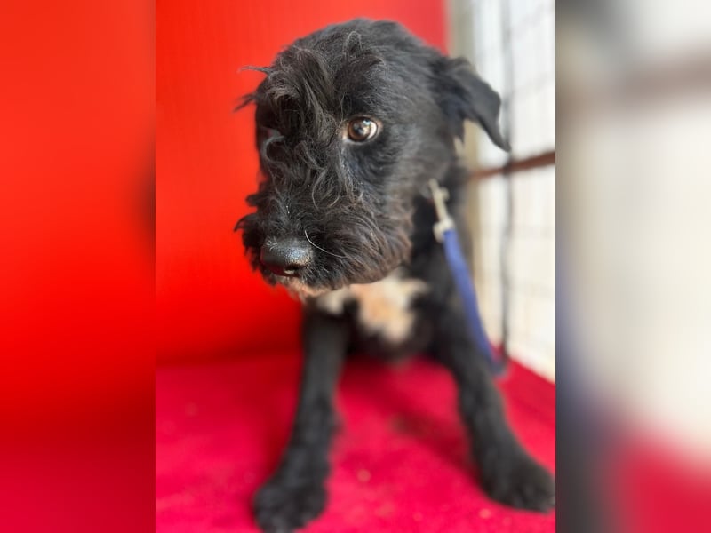 Theo, Schnauzer-Mix, Rüde, geb. am 07.10.2024, 40 cm