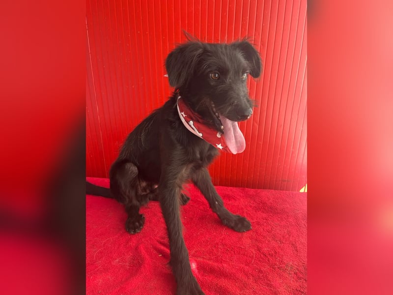 Pedro, Schnauzer-Mix, Rüde, geb. am 02.01.2025, ca. 40 cm, 10 kg