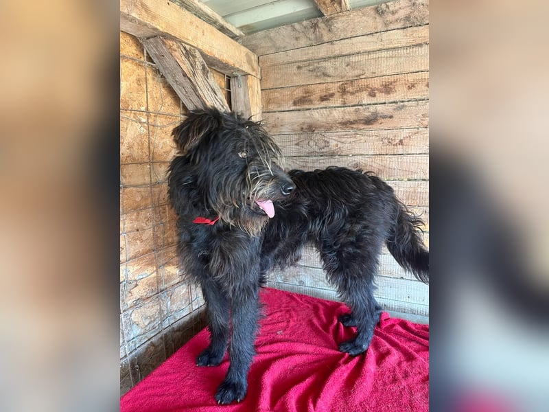 Timo, Schnauzer-Mix, Rüde, geb.am. 02.02.2024, 55 cm, 16 kg