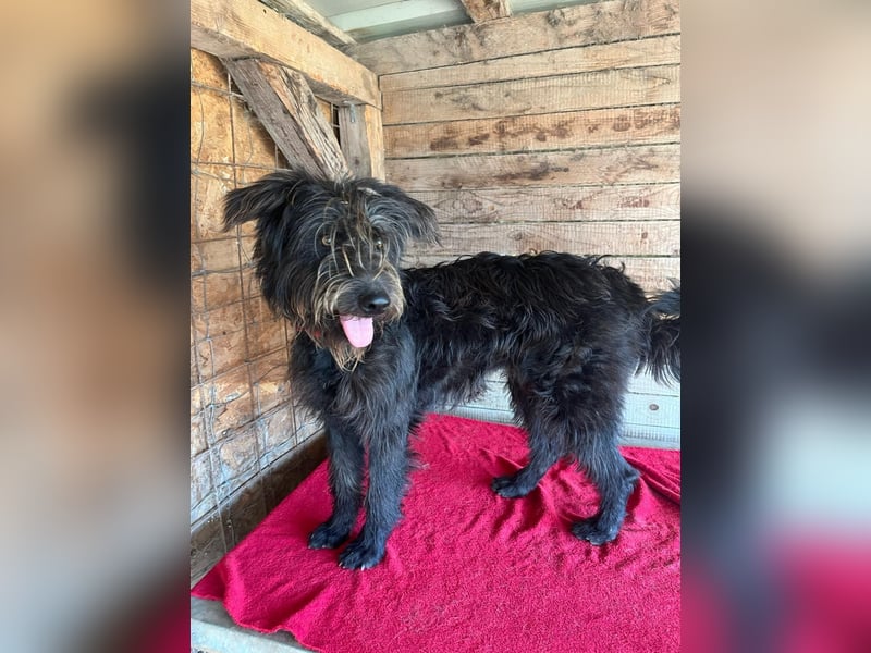 Timo, Schnauzer-Mix, Rüde, geb.am. 02.02.2024, 55 cm, 16 kg