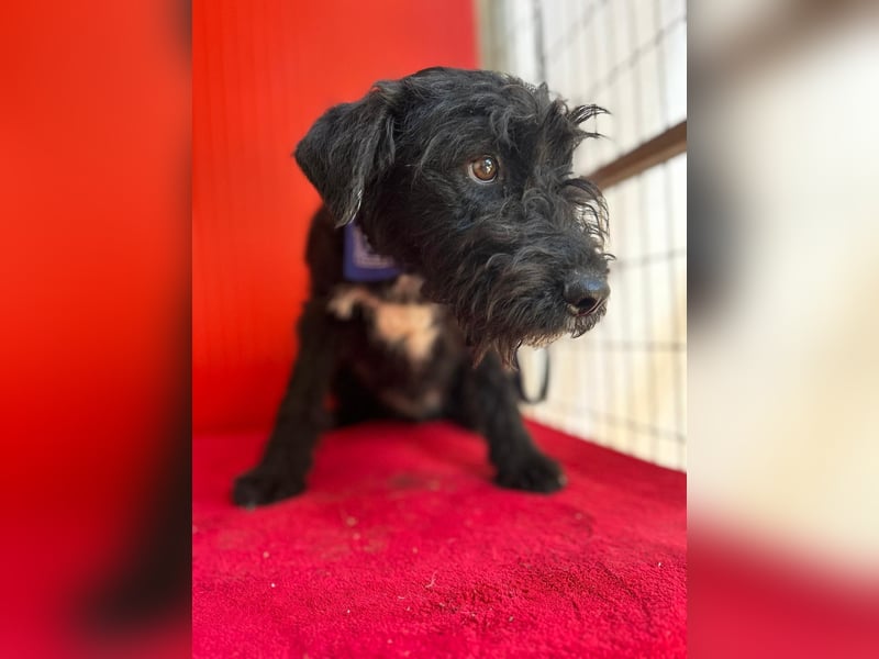 Theo, Schnauzer-Mix, Rüde, geb. am 07.10.2024, 40 cm