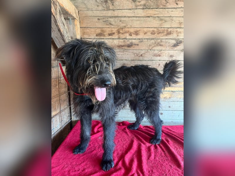 Timo, Schnauzer-Mix, Rüde, geb.am. 02.02.2024, 55 cm, 16 kg