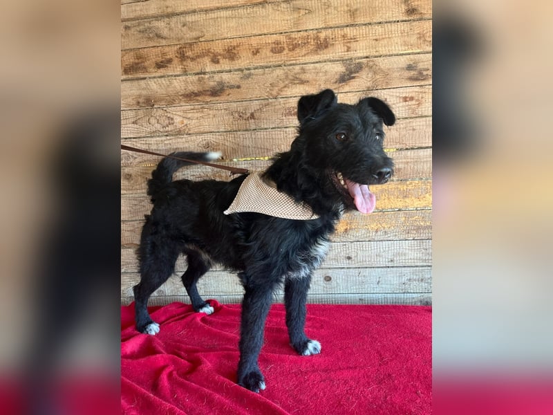 Janko, Schnauzer-Mix, Rüde, geb. am 17.07.2023, 43 cm, 15 kg