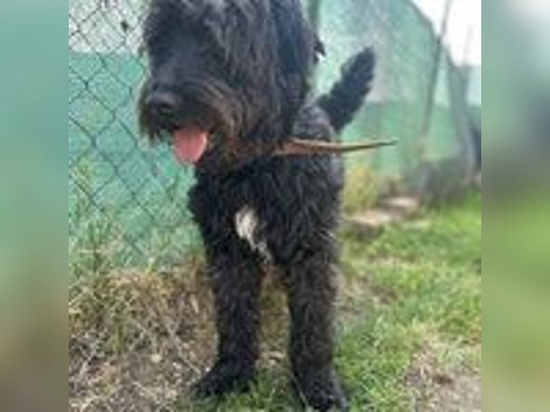 Bruno, Schnauzer-Mischling, Rüde, geb. am 01.04.2023, 48 cm, 14 kg
