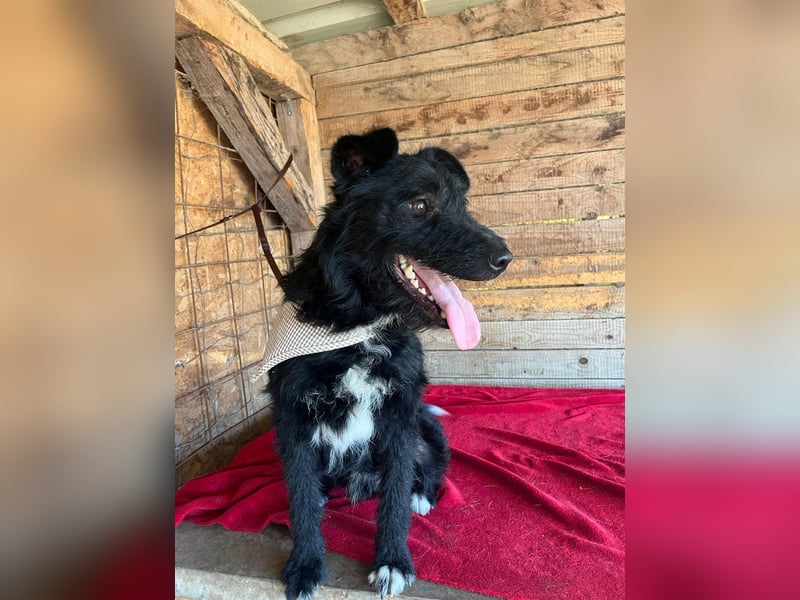 Janko, Schnauzer-Mix, Rüde, geb. am 17.07.2023, 43 cm, 15 kg